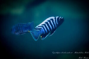 Cynotilapia zebroides 'Matambukira Rocks'